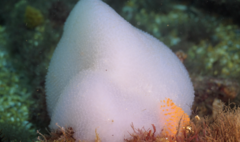Polycitor giganteus