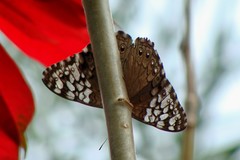 Hamadryas amphichloe