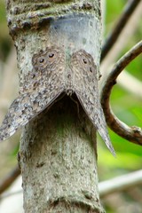 Hamadryas amphichloe