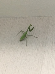 Stagmomantis californica