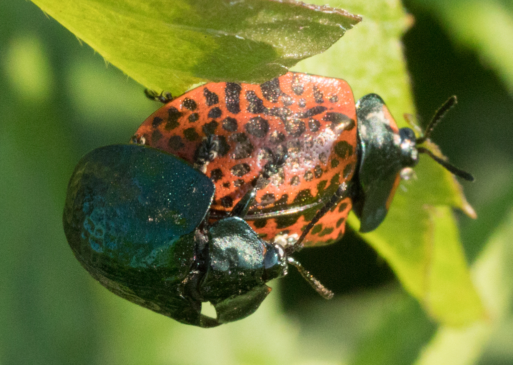 Stolas lacordairei