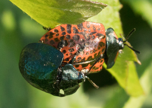 Stolas lacordairei