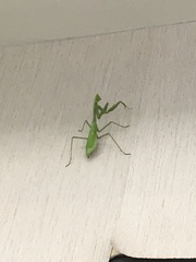 Stagmomantis californica
