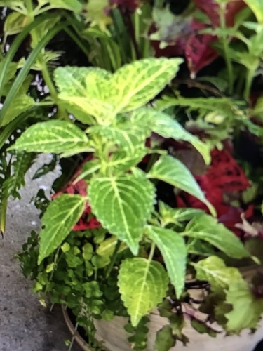 Plectranthus scutellarioides iNat (3)