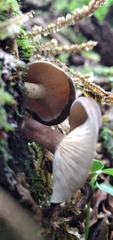Lactarius costaricensis