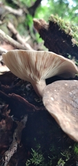 Lactarius costaricensis