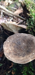 Lactarius costaricensis