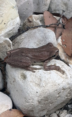 Hyla savignyi