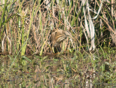 Ixobrychus involucris