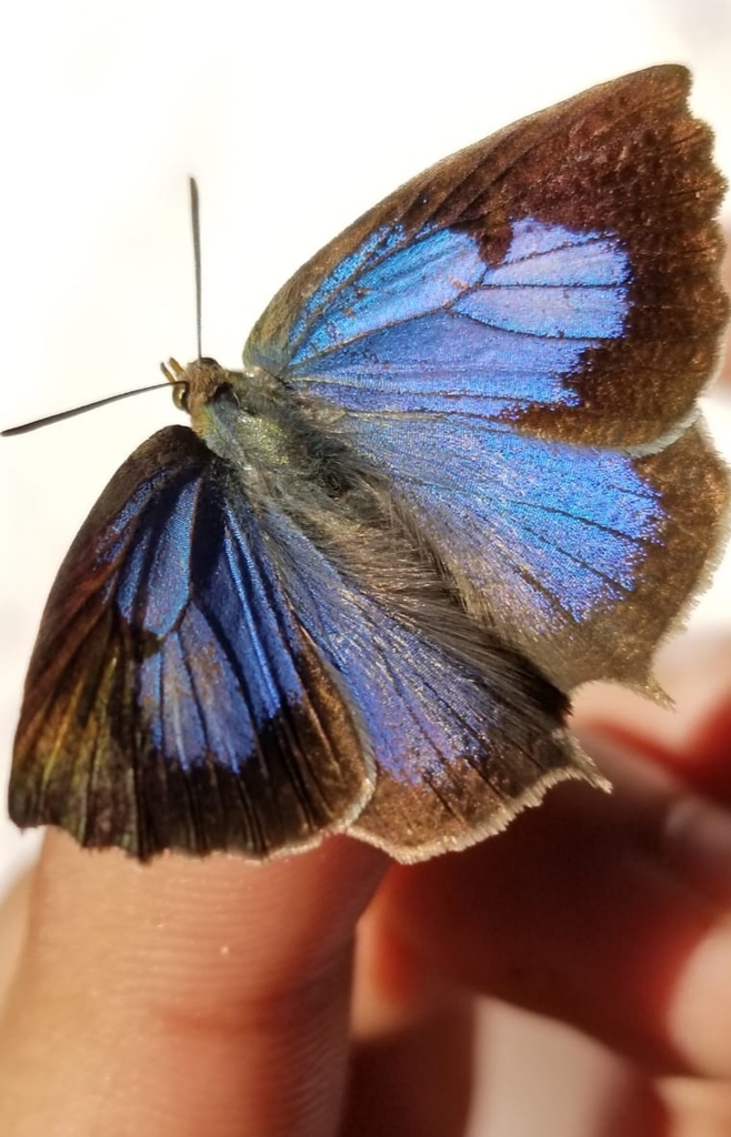 pale Himalayan oakblue