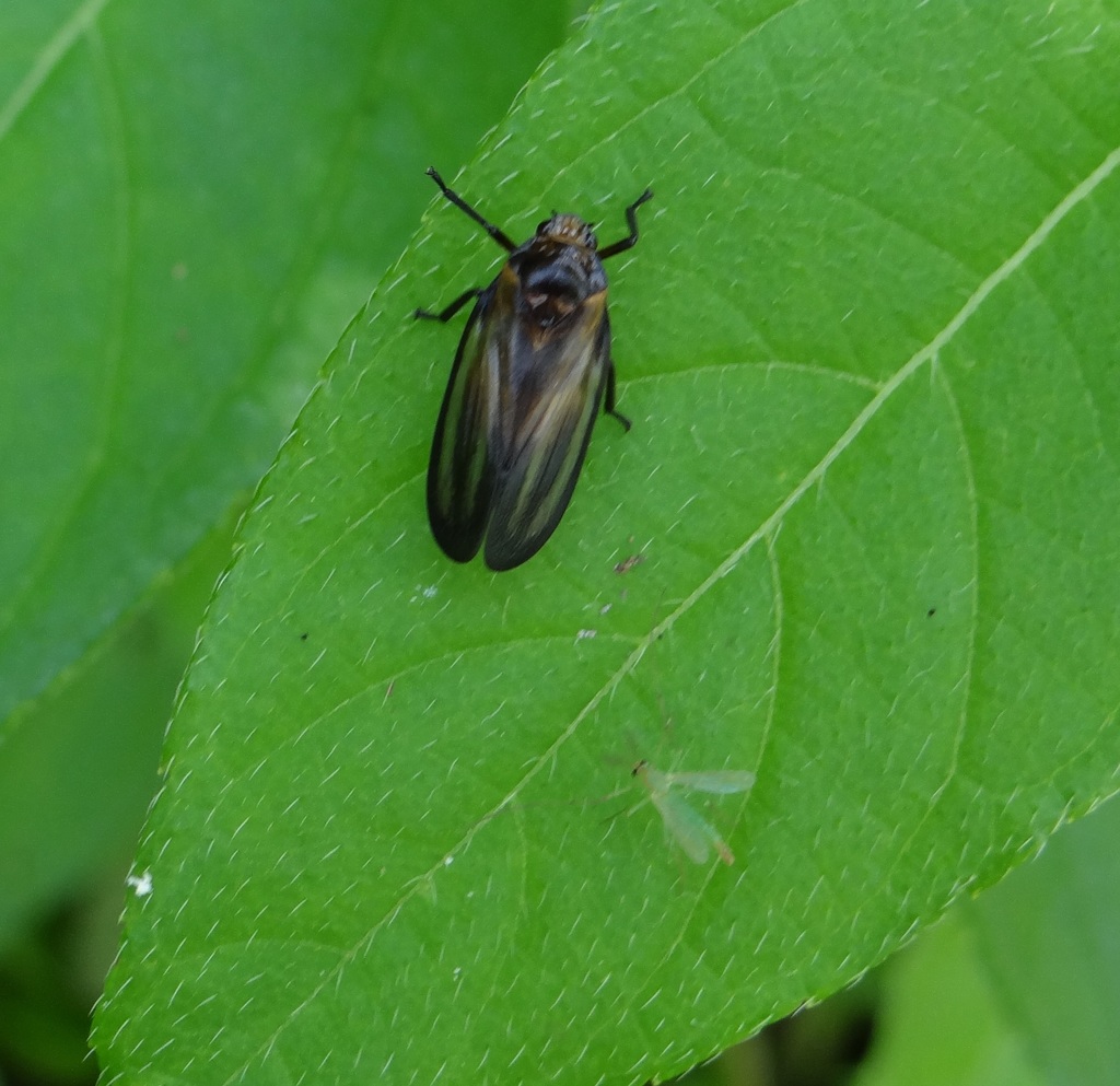 Ocoaxo confusus