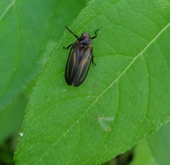 Ocoaxo confusus