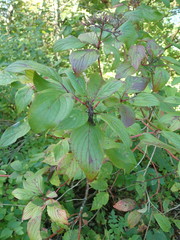 Cornus sericea sericea