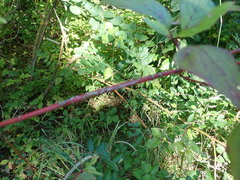 Cornus sericea sericea