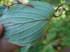 Cornus sericea sericea