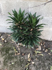 Dracaena fragrans compacta