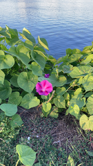 Ipomoea orizabensis