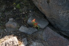 Castilleja applegatei applegatei