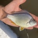 Sacramento Tule Perch - Photo (c) prickly_sculpin, some rights reserved (CC BY-NC), uploaded by prickly_sculpin
