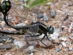 Gomphurus fraternus