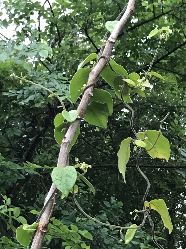 Long-leaved Greenbrier