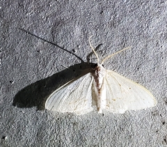 Idaea tacturata