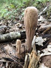 Clavariadelphus americanus