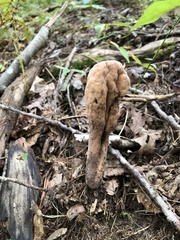 Clavariadelphus americanus