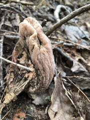 Clavariadelphus americanus