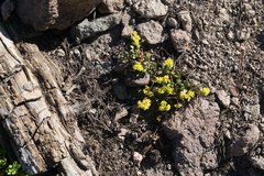 Oligogonum