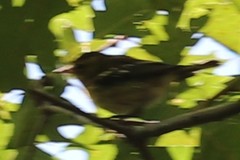 Setophaga fusca