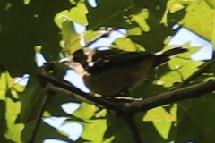 Setophaga fusca