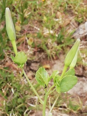 Porophyllum ruderale