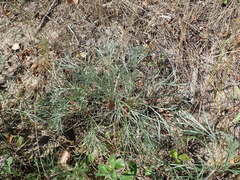 Artemisia campestris caudata