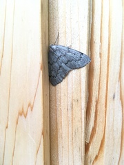 Nepytia pellucidaria