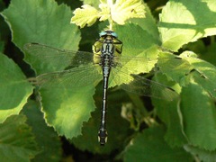 Gomphus schneiderii