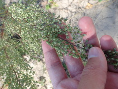 Artemisia campestris caudata