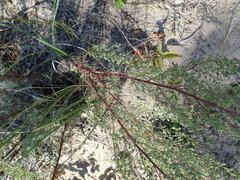 Artemisia campestris caudata