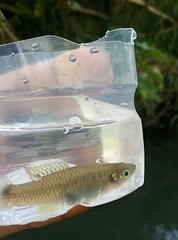 Pseudoxiphophorus bimaculatus