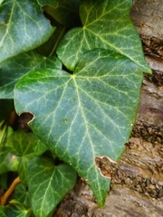 Hedera helix