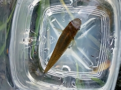 Pseudoxiphophorus bimaculatus