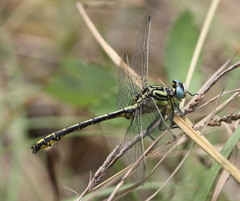Gomphus simillimus