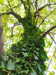 Hedera helix