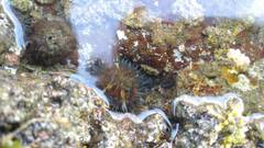 Bunodosoma cavernatum