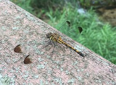 Sympetrum infuscatum