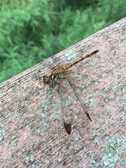 Sympetrum infuscatum