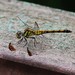 Sympetrum infuscatum - Photo (c) Paul B., μερικά δικαιώματα διατηρούνται (CC BY-NC-ND), uploaded by Paul B.