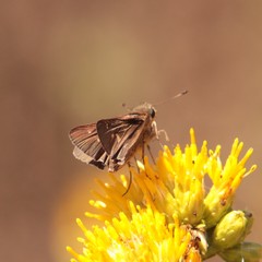 Panoquina errans