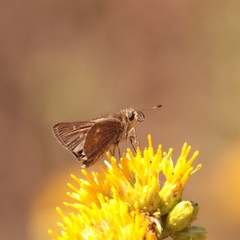 Panoquina errans