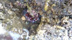 Bunodosoma cavernatum